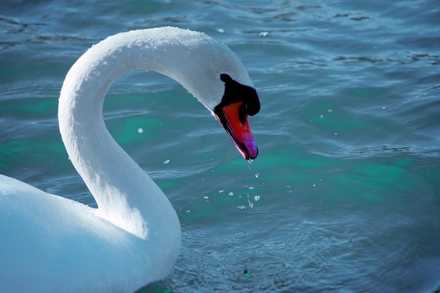 Portrait Of A Swan Photograph