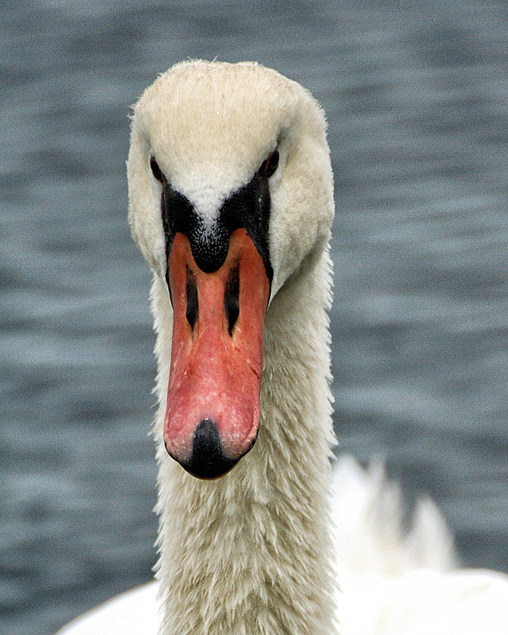 Portrait of a Swan Photograph by William Selander