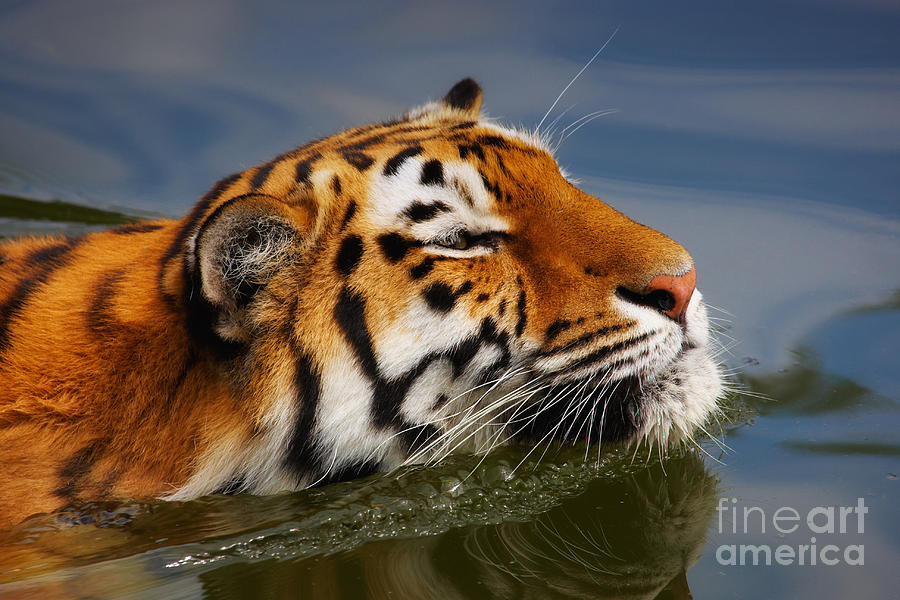 Portrait of a swimming Siberian tiger Photograph by Nick  Biemans