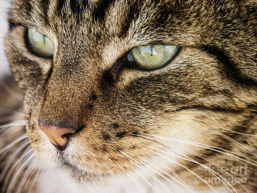 Portrait Of A Tabby Cat Photograph by Peggy Hughes