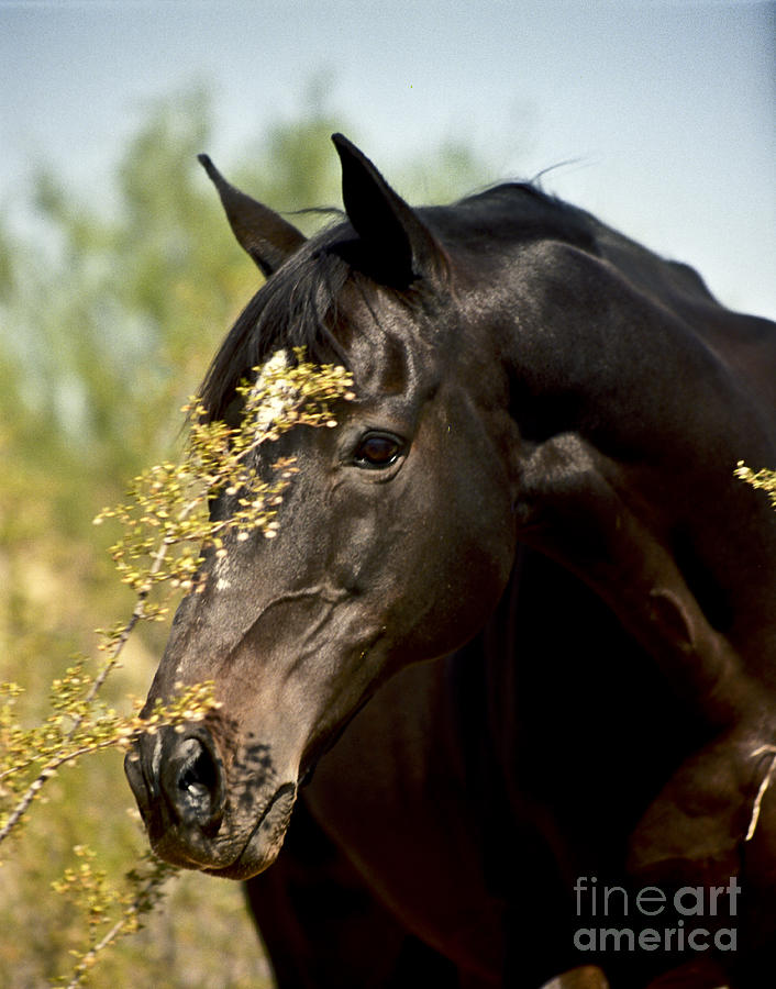 Portrait of a Thoroughbred Photograph by Kathy McClure