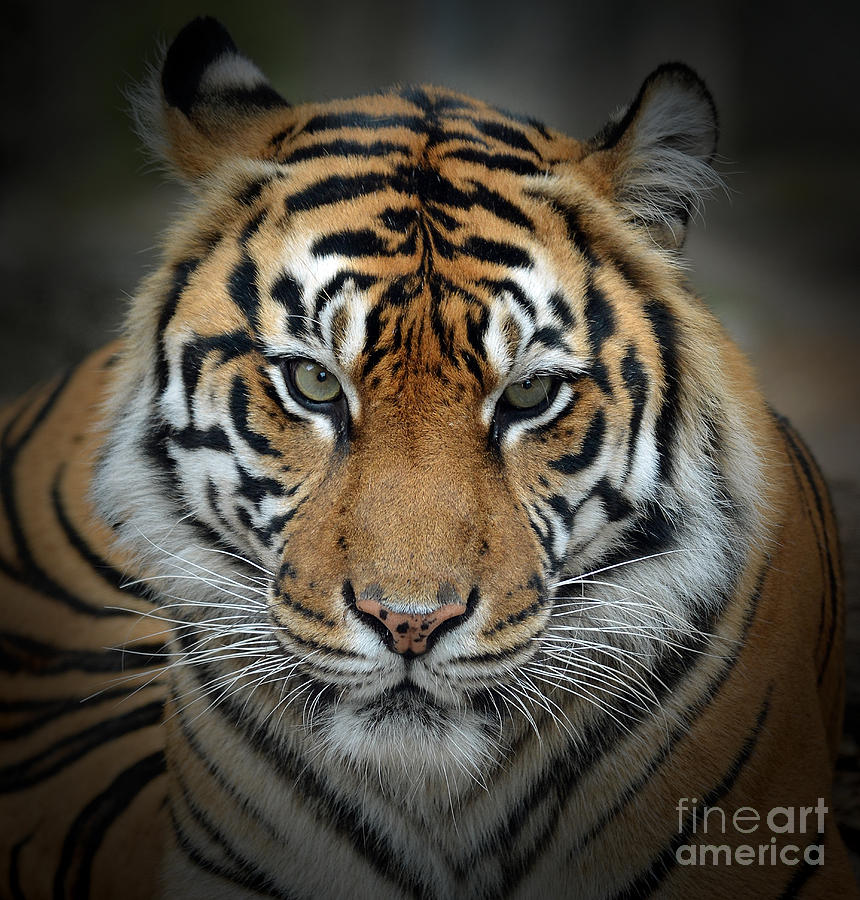 Portrait of a Tiger Fade to Black Photograph by Jim Fitzpatrick