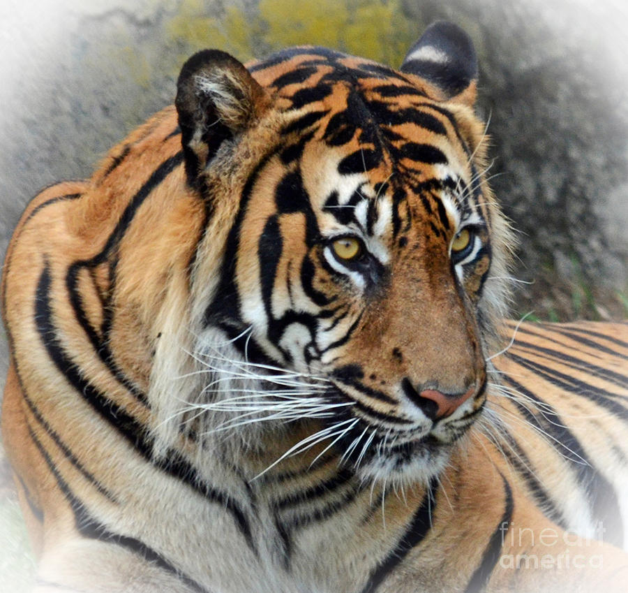 Portrait of a Tiger Fade to White Version Photograph by Jim Fitzpatrick