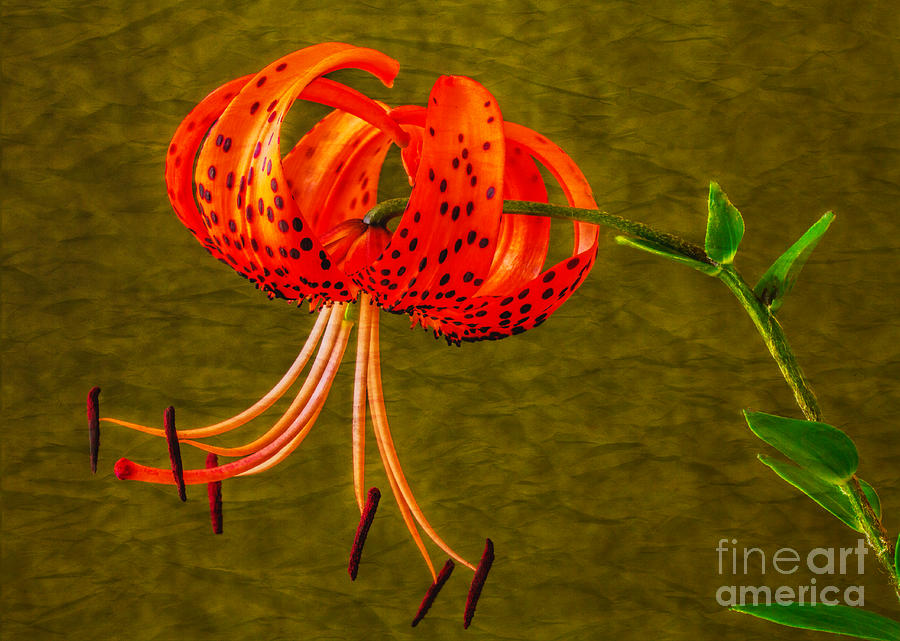 Portrait of a Tiger Lily  Photograph by Dave Bosse