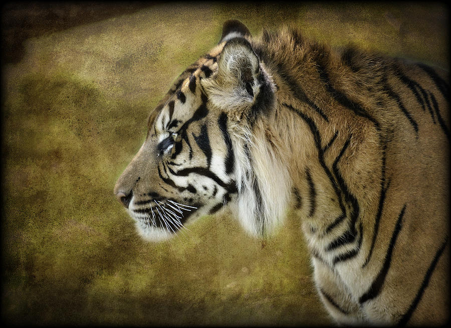 Portrait of a Tiger  Photograph by Saija Lehtonen