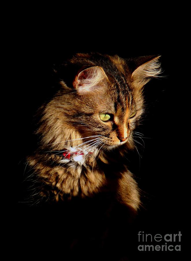Portrait of a tramp cat Photograph by Binka Kirova