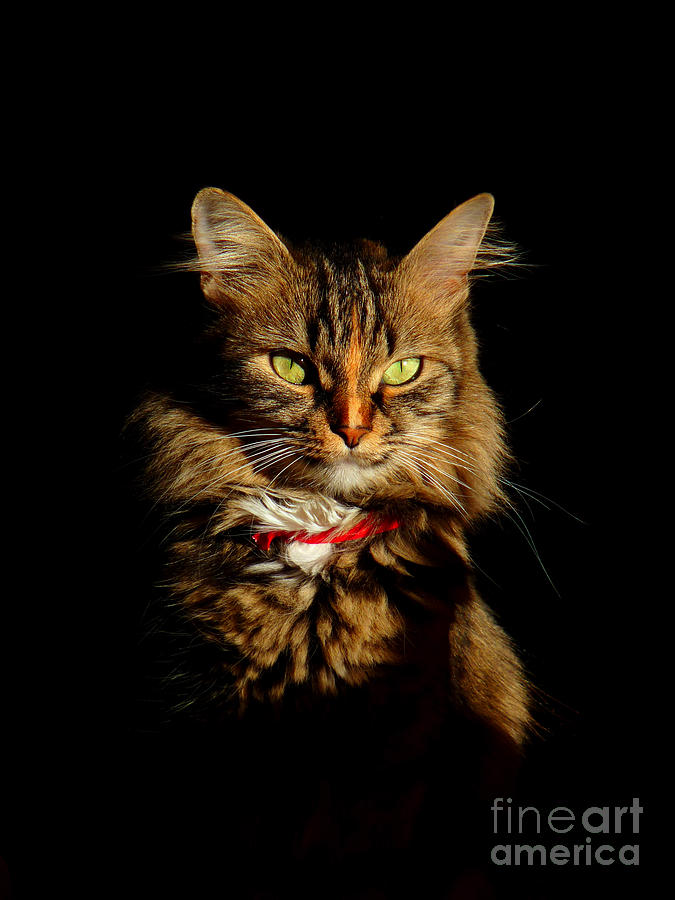 Portrait of a tramp cat- Two part Photograph by Binka Kirova