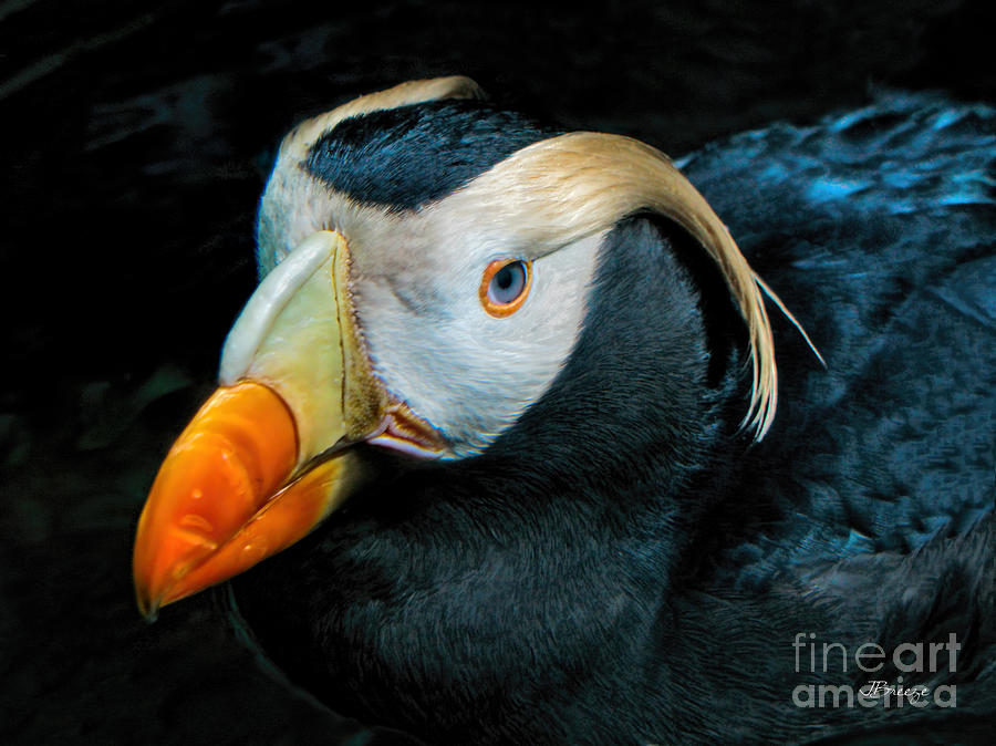 Portrait of a Tufted Puffin Photograph by Jennie Breeze