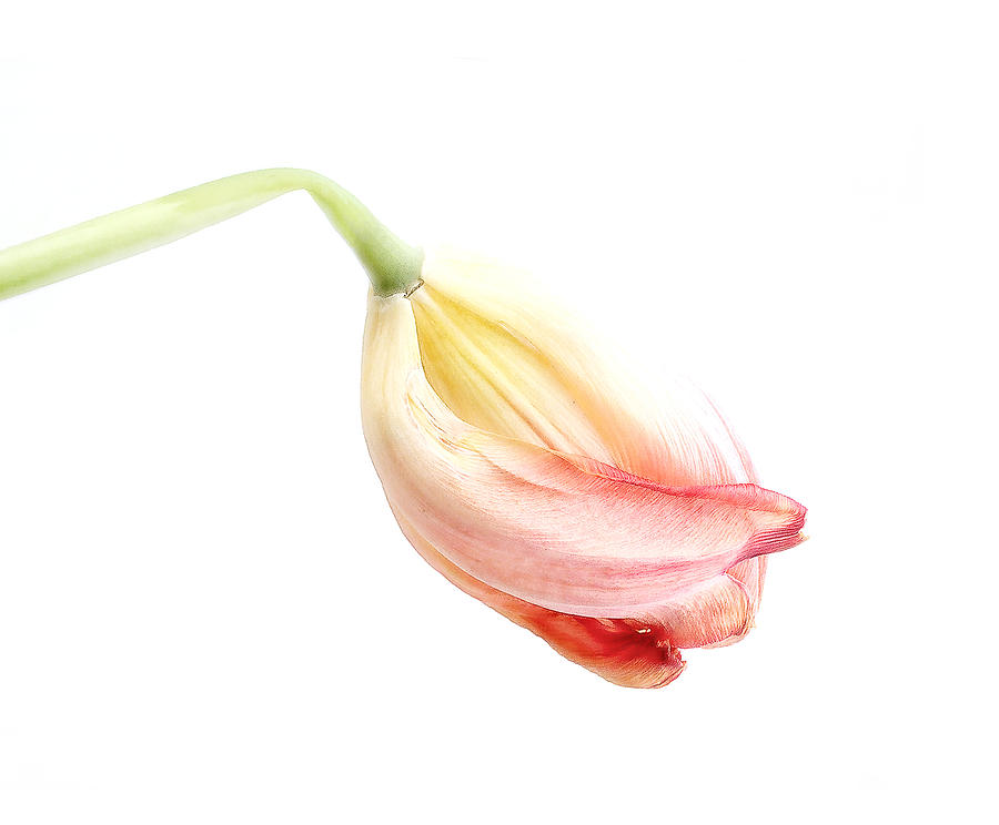 Portrait of a Tulip in Yellow and Pink Photograph by Louise Kumpf