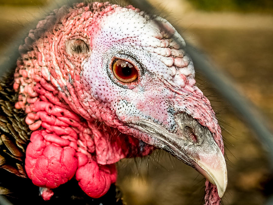 Portrait of a Turkey Photograph by Jim DeLillo
