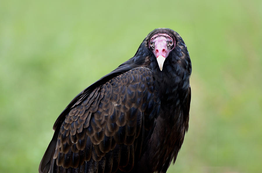 Portrait of a Turkey Vulture Photograph by Kathleen Stephens