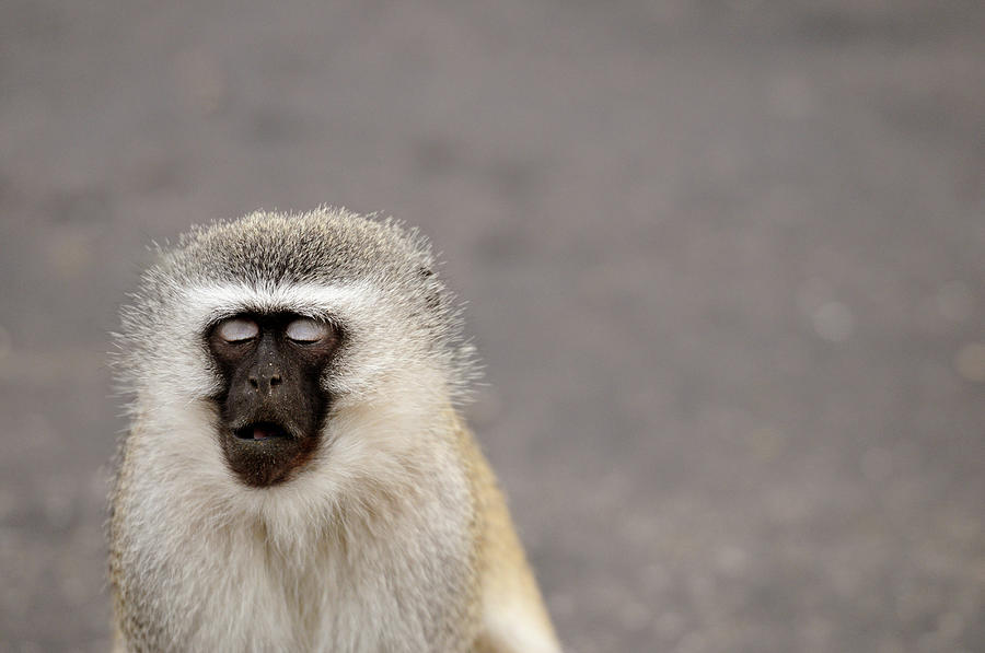 Portrait Of A Vervet Monkey Chlorocebus Photograph by Kerstin Geier