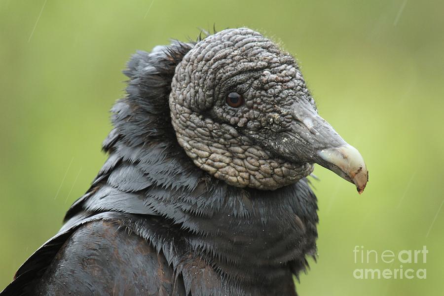 Everglades National Park Photograph - Portrait Of A Vulture by Adam Jewell