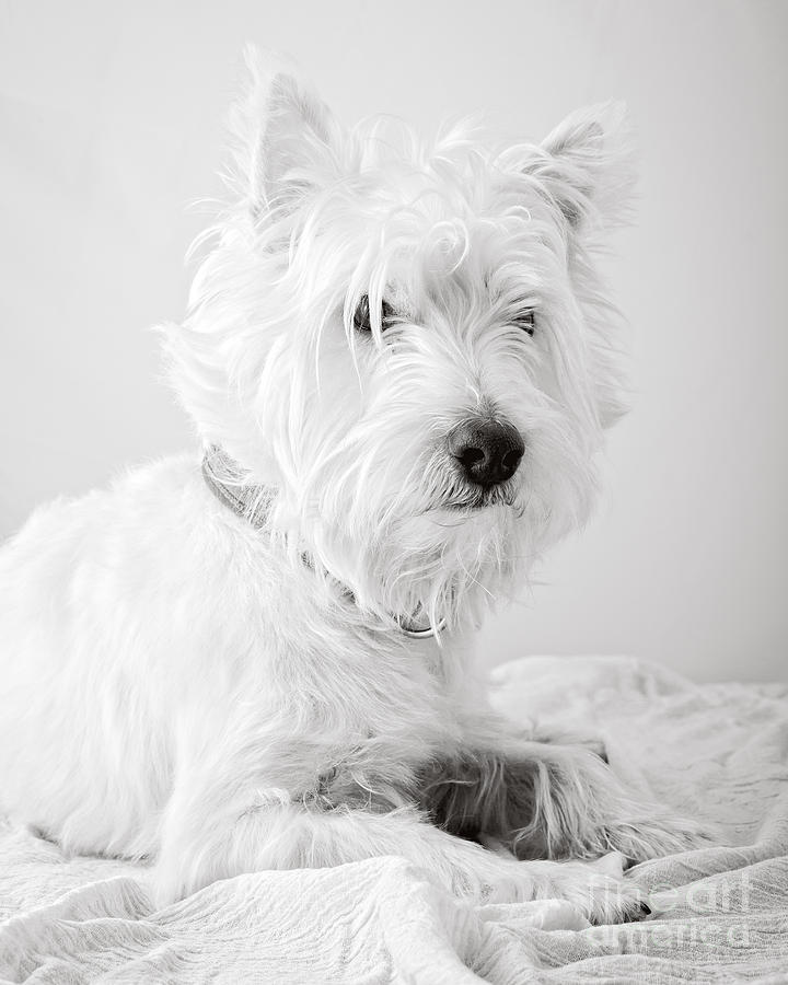 Dog Photograph - Portrait of a Westie by Edward Fielding