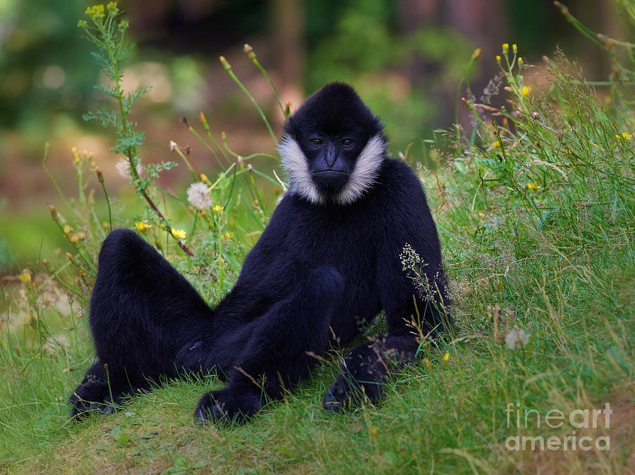 White-cheeked Gibbon In The Grass Photograph
