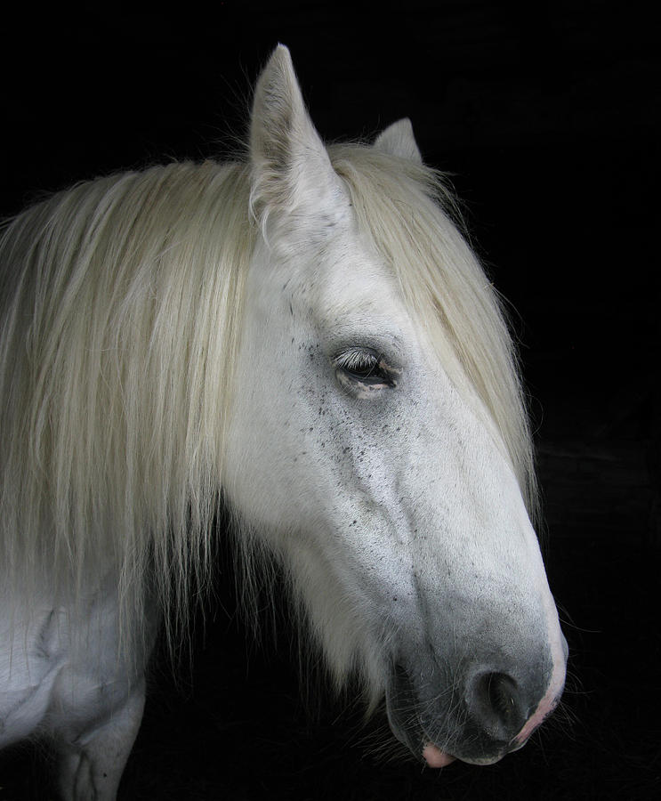 Portrait of a White Horse Photograph by Tom Conway