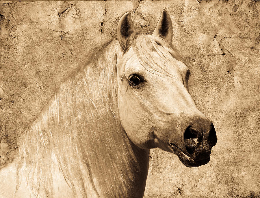Portrait of A White Stallion Photograph by Steve McKinzie
