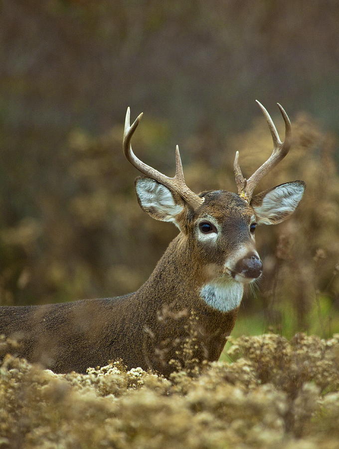 Portrait of a White Tailed Buck Photograph by John Vose