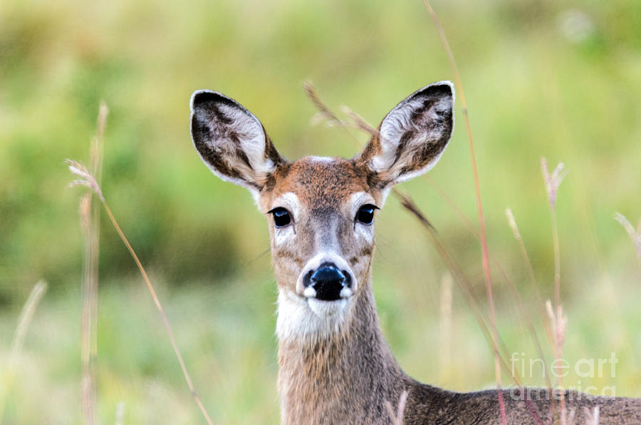 Portrait of a Whitetail Deer Photograph by Mary Carol Story