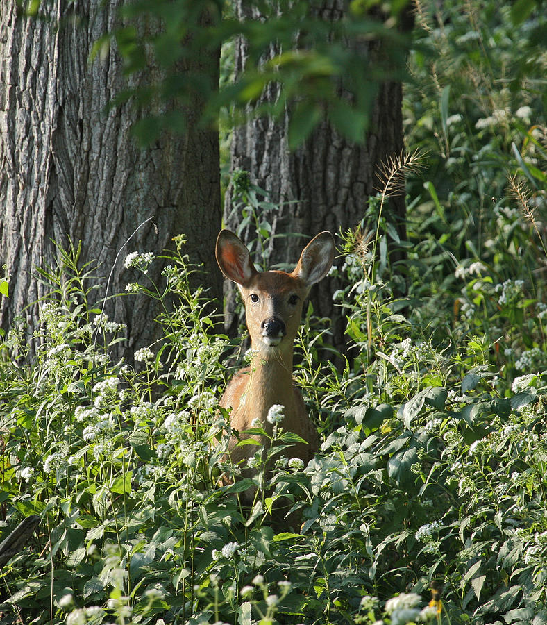 Portrait of a Whitetail Fawn II Photograph by Timothy O'Brien - Fine ...