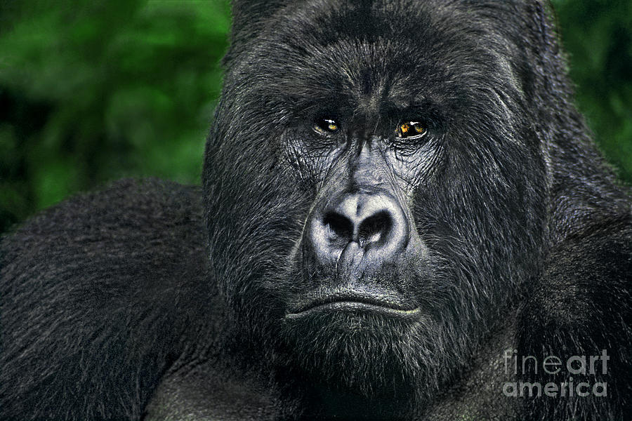 Portrait of a Wild Mountain Gorilla SilverbackHIGHLY ENDANGERED Photograph by Dave Welling