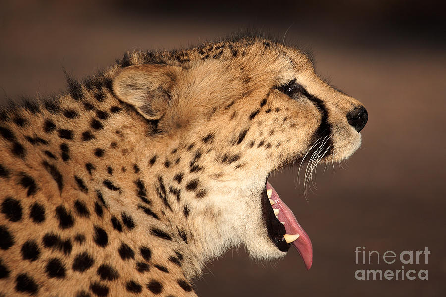 Portrait of a yawning Cheetah Photograph by Nick  Biemans