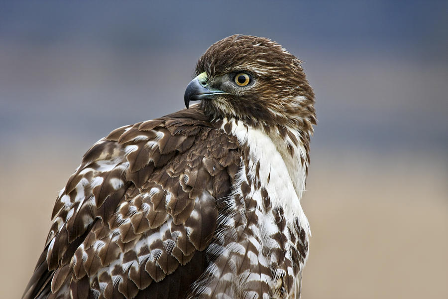 Portrait Of A Young Hawk Photograph by Wes and Dotty Weber