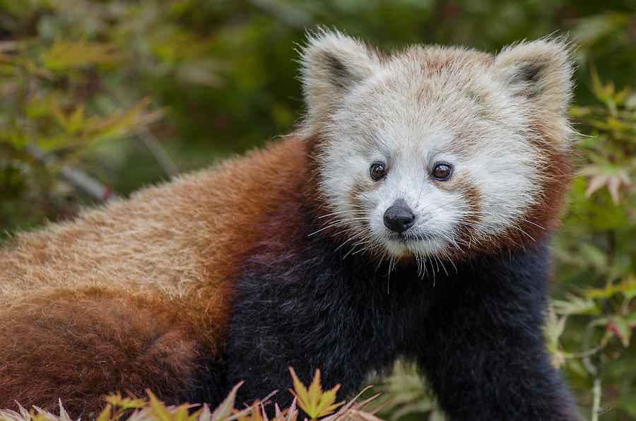 Portrait of a Young Mammal as a Red Panda Photograph by Greg Nyquist
