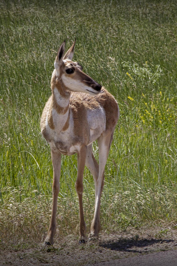Portrait of a Young  Pronghorn Antelope No. 0460 Photograph by Randall Nyhof