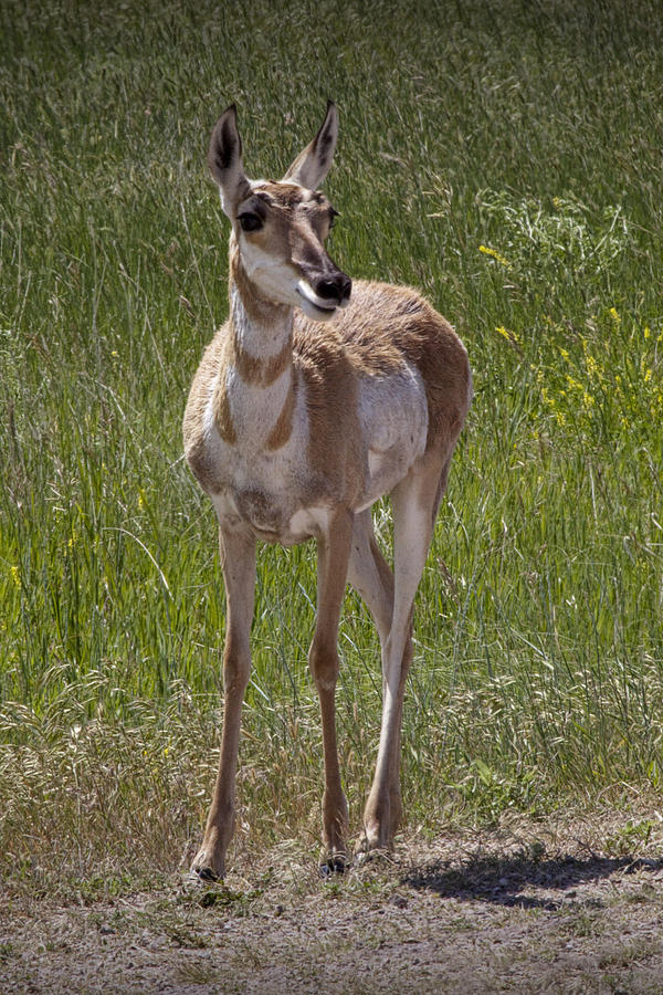 Portrait of a Young  Pronghorn Antelope No. 0462 Photograph by Randall Nyhof