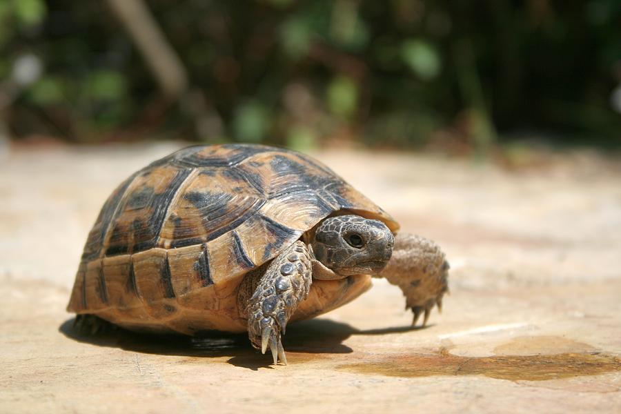 Portrait Of A Young Wild Tortoise Photograph by Taiche Acrylic Art