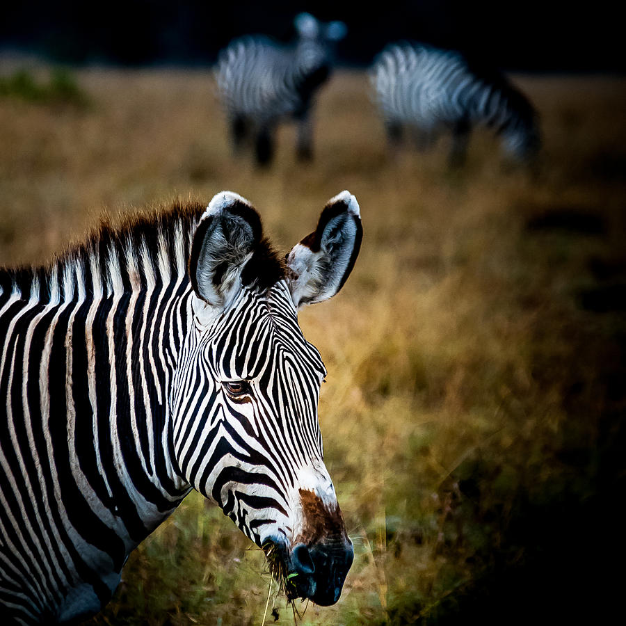 Portrait of a Zebra Photograph by Jim DeLillo