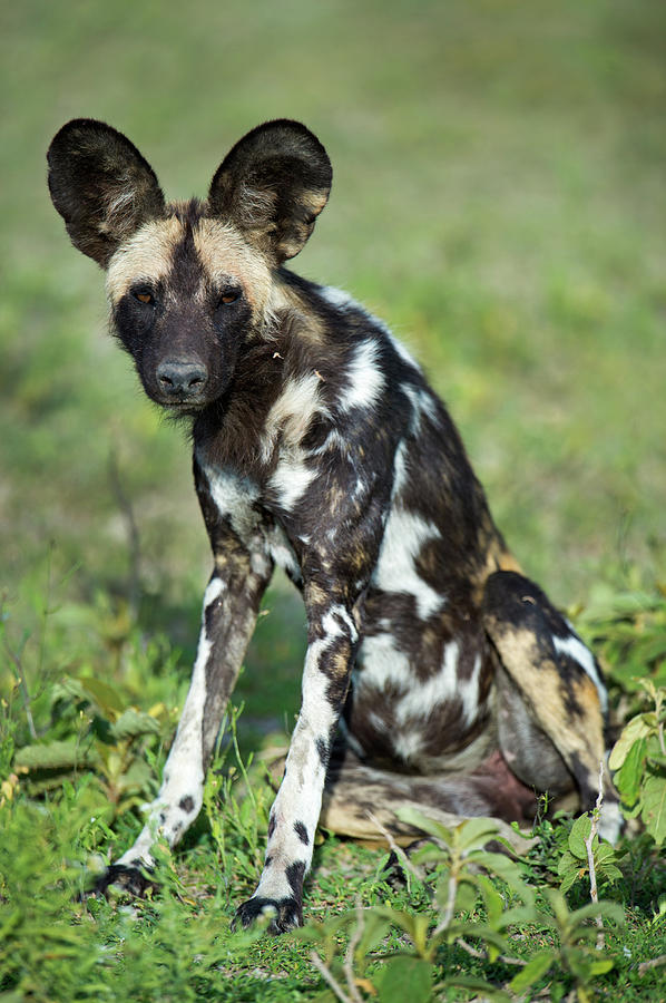 Wildlife Photograph - Portrait Of African Wild Dog Lycaon by Animal Images