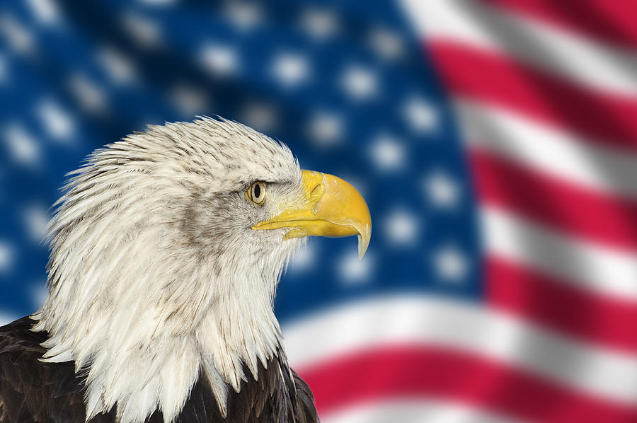 Wildlife Photograph - Portrait of American bald eagle against USA flag stars and strip by Matthew Gibson