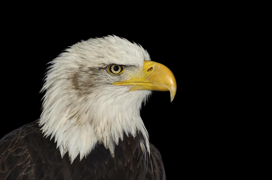 Wildlife Photograph - Portrait of American symbol bald eagle isolated on black by Matthew Gibson