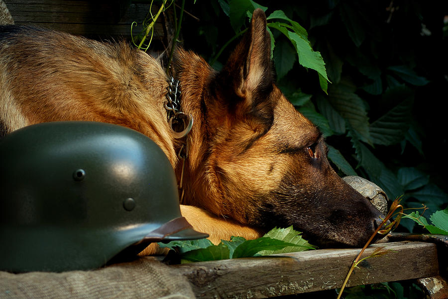 Nature Photograph - Portrait of an adult German Shepherd with soldiers helmet  by Anna Aybetova