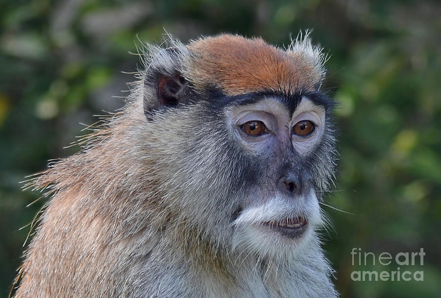 Monkey Photograph - Portrait of an Adult Patas Monkey II by Jim Fitzpatrick