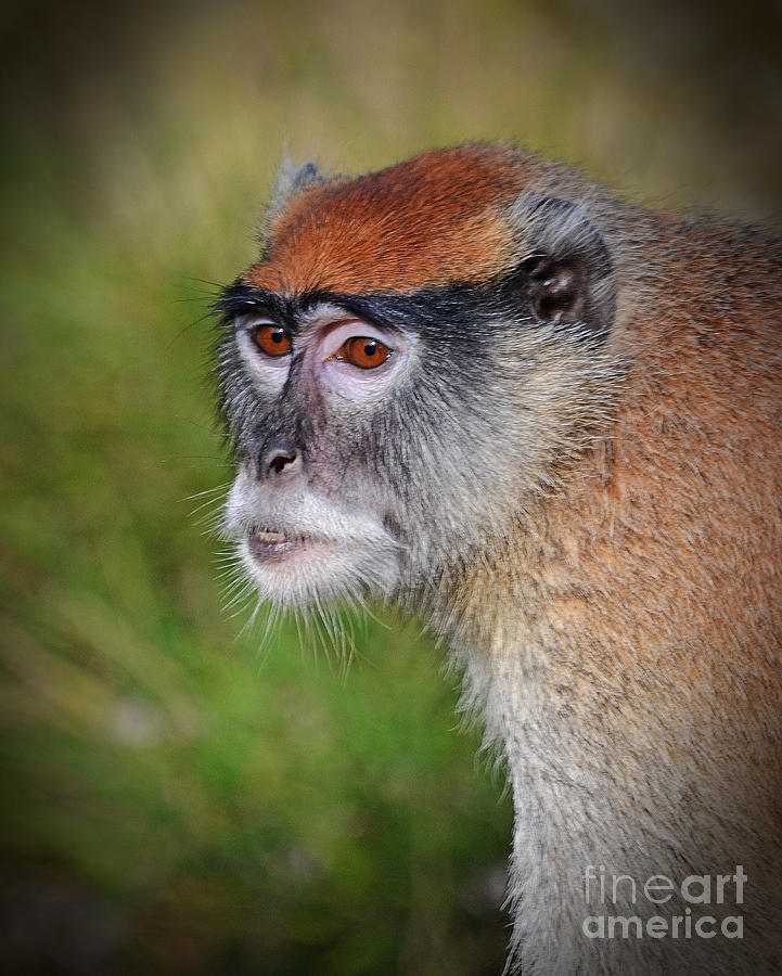 Portrait of an Adult Patas Monkey Photograph by Jim Fitzpatrick