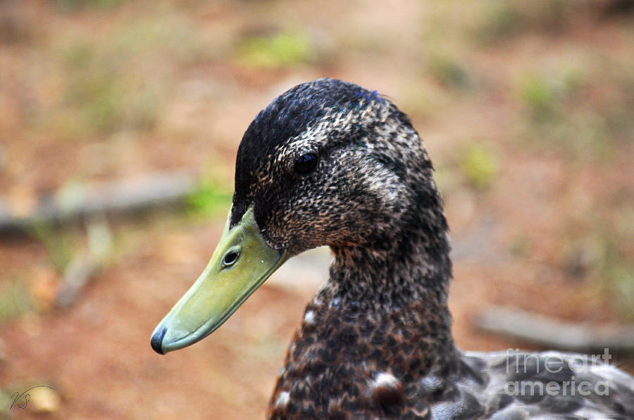 Portrait of an Alabama Duck 3 Photograph by Verana Stark
