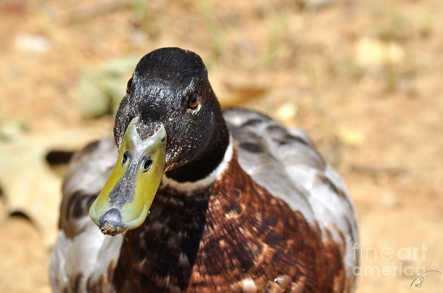 Portrait of an Alabama Duck 7 Photograph by Verana Stark
