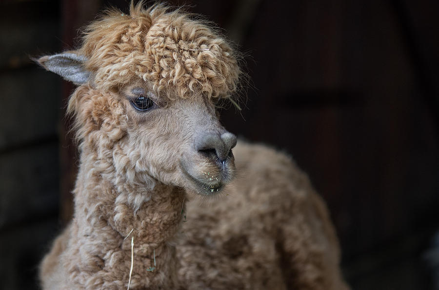 Critters Photograph - Portrait of an Alpaca by Greg Nyquist