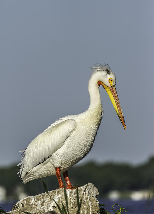 Portrait Of An American White Pelican Photograph by Thomas Young