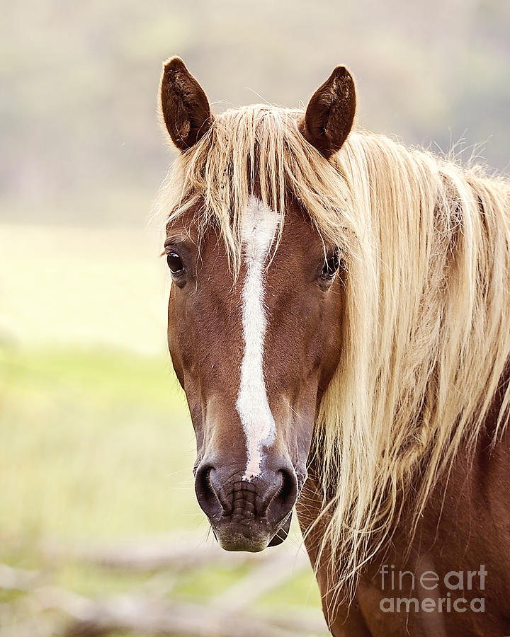 Portrait of an Australian Brumby Mare Photograph by Carol Hancock