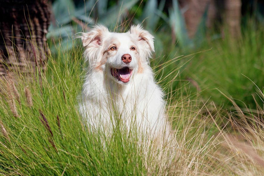 Portrait Of An Australian Shepherd Photograph by Zandria Muench Beraldo ...