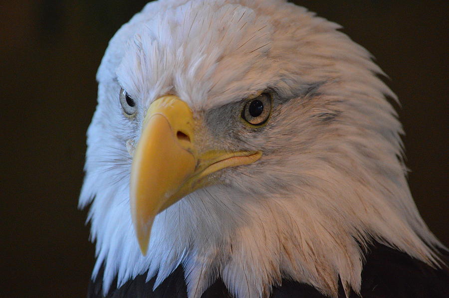 Portrait of an Eagle Photograph by Bonfire Photography