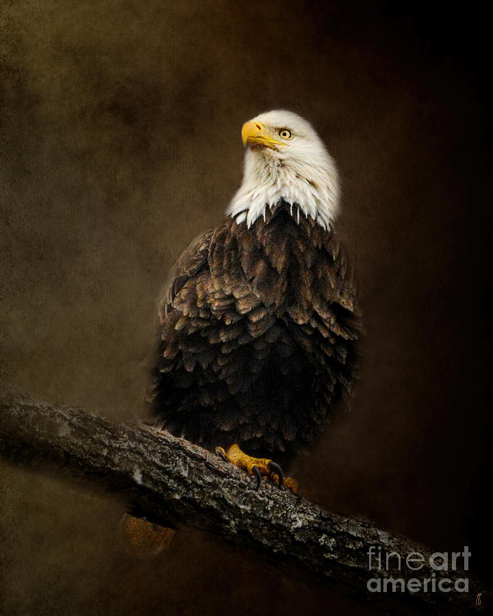 Portrait Of An Eagle Photograph by Jai Johnson