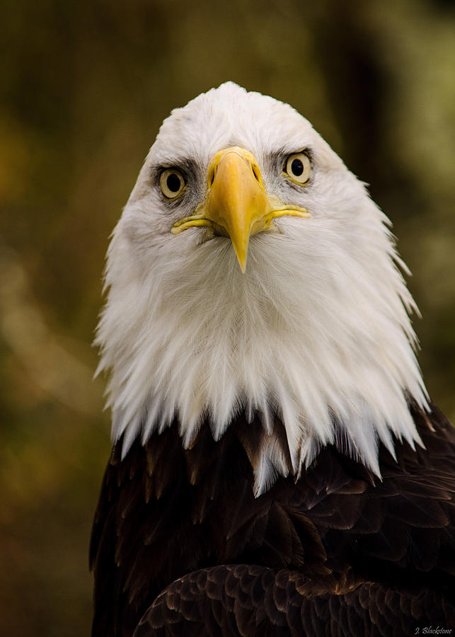 Portrait Of An Eagle Photograph by Jordan Blackstone