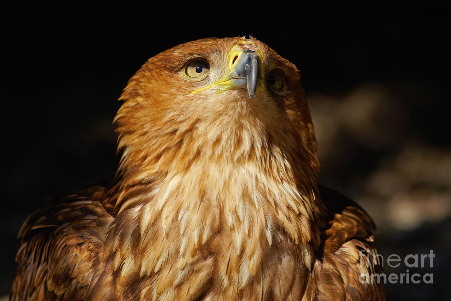 Portrait of an Eastern Imperial Eagle Photograph by Nick Biemans - Fine ...