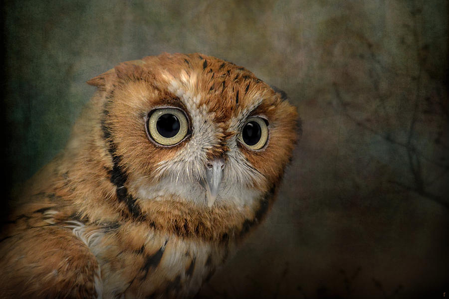 Portrait of An Eastern Screech Owl Photograph by Jai Johnson