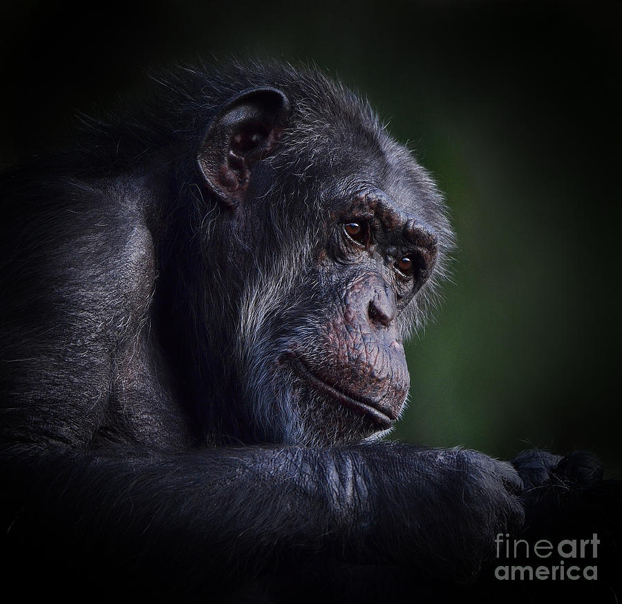 Portrait of an Elderly Chimp Photograph by Jim Fitzpatrick